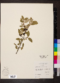 Shepherdia canadensis image