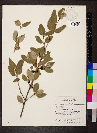 Shepherdia canadensis image