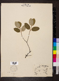 Shepherdia canadensis image