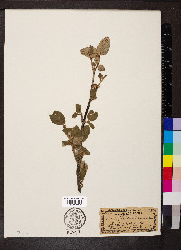 Shepherdia canadensis image