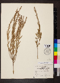 Image of Ammannia lythroides