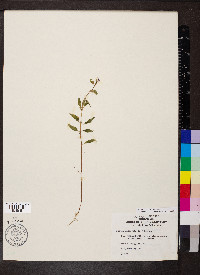 Cuphea viscosissima image