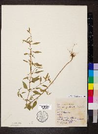 Cuphea viscosissima image