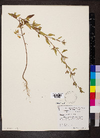Cuphea viscosissima image