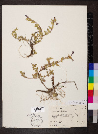 Cuphea aequipetala image