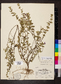 Cuphea aequipetala image