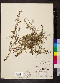 Cuphea aequipetala image