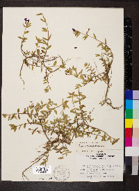 Cuphea aequipetala image