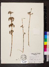 Decodon verticillatus image