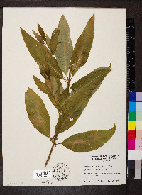 Decodon verticillatus image