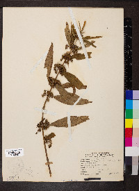 Decodon verticillatus image
