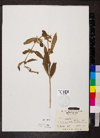 Decodon verticillatus image
