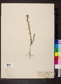 Lythrum hyssopifolia image