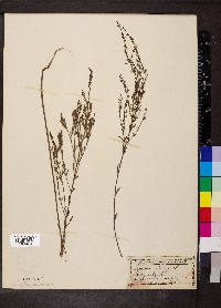 Lythrum lineare image