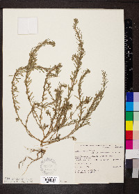 Lythrum hyssopifolia image