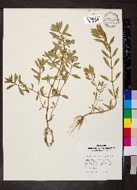 Rotala ramosior image