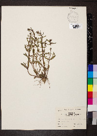 Rotala ramosior image