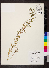 Rotala ramosior image