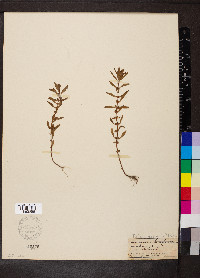 Rotala ramosior image