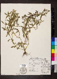 Rotala ramosior image