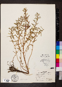 Rotala ramosior image