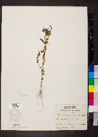 Rotala ramosior image