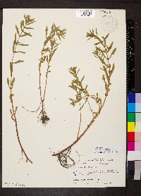 Rotala ramosior image