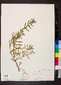 Rotala ramosior image