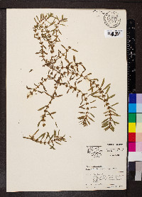 Rotala ramosior image