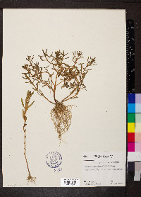 Rotala ramosior image