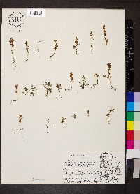 Rotala ramosior image