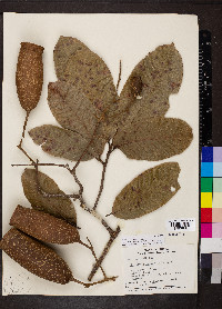 Couratari guianensis image