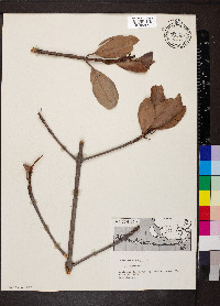 Rhizophora mangle image