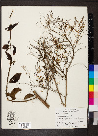 Combretum decandrum image