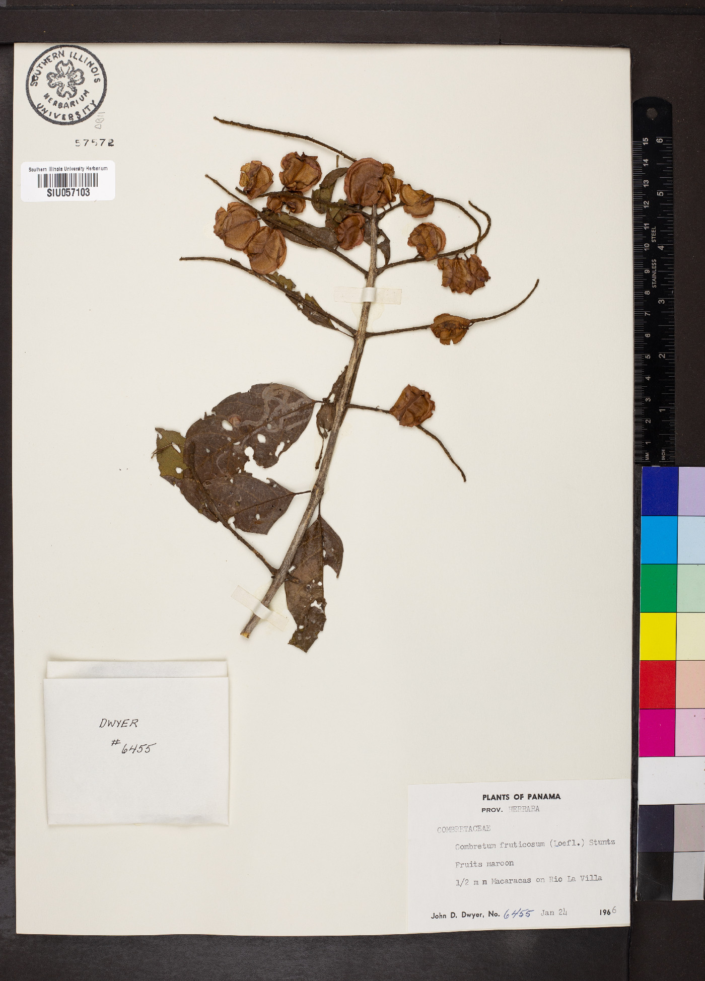Combretum fruticosum image