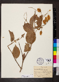 Combretum leprosum image