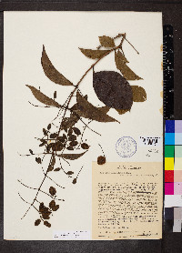 Combretum mellifluum image