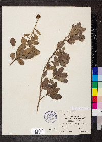 Conocarpus erectus image