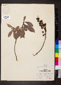 Conocarpus erectus image