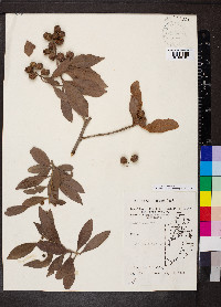 Conocarpus erectus image