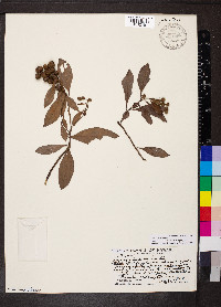 Conocarpus erectus image