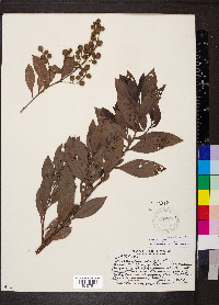 Conocarpus erectus image