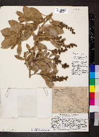 Conocarpus erectus image