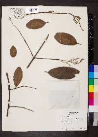 Laguncularia racemosa image