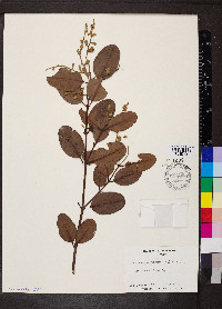 Laguncularia racemosa image