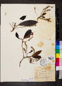 Terminalia lucida image