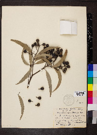 Angophora costata image