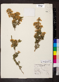 Calytrix tetragona image