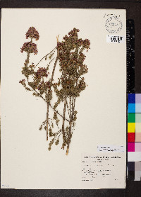 Calytrix tetragona image