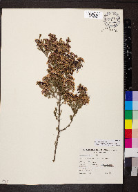 Calytrix tetragona image
